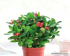 用铁海棠花的花语诠释生活的力量 铁海棠花语