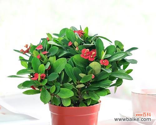 用铁海棠花的花语诠释生活的力量 铁海棠花语