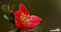 倾听海棠花语，重拾内心的纯真与美好 海棠花语