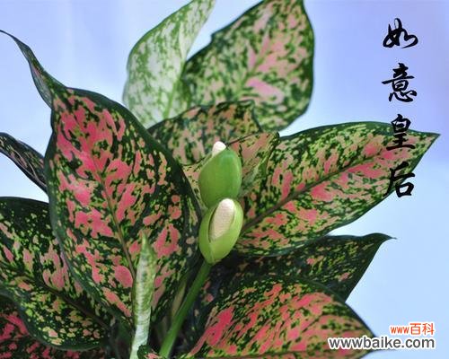 探寻万年青的独特之处和人们对其的喜爱 万年青的意义与价值