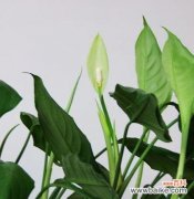 探索万年青的生长环境和抗逆能力 万年青