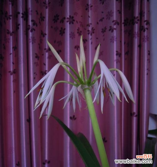 生命与希望的绽放 万年青开花的寓意