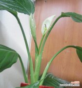 生命与希望的绽放 万年青开花的寓意