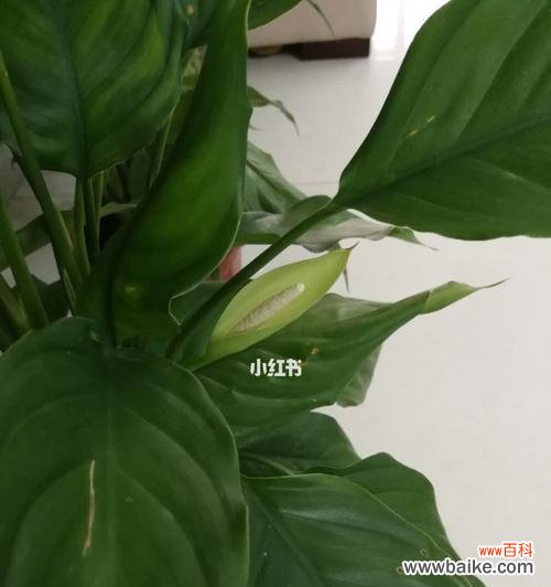 生命与希望的绽放 万年青开花的寓意