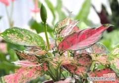 探索万年青花卉的生命哲学之美 万年青花卉的深刻寓意