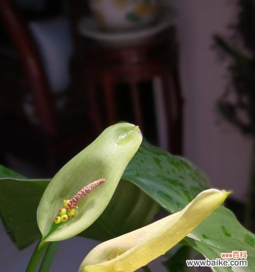 揭秘万年青开花的意义和过程 万年青开花之奇迹