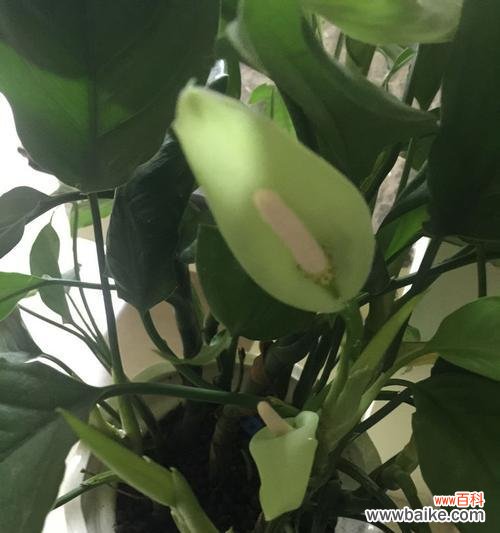 揭秘万年青开花的意义和过程 万年青开花之奇迹