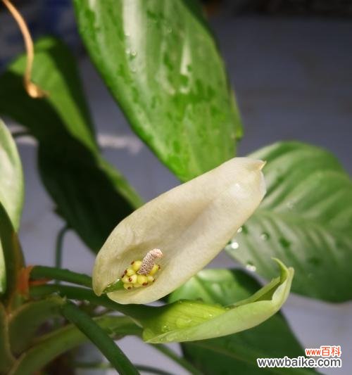 揭秘万年青开花的意义和过程 万年青开花之奇迹