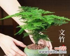 生机勃勃的绿意，传递积极向上的心态 文竹盆栽的寓意与象征意义