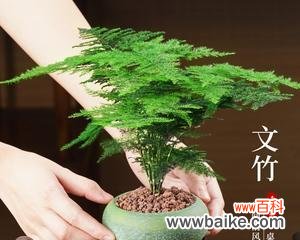 生机勃勃的绿意，传递积极向上的心态 文竹盆栽的寓意与象征意义