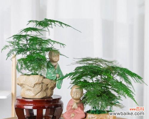 生机勃勃的绿意，传递积极向上的心态 文竹盆栽的寓意与象征意义