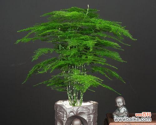 生机勃勃的绿意，传递积极向上的心态 文竹盆栽的寓意与象征意义