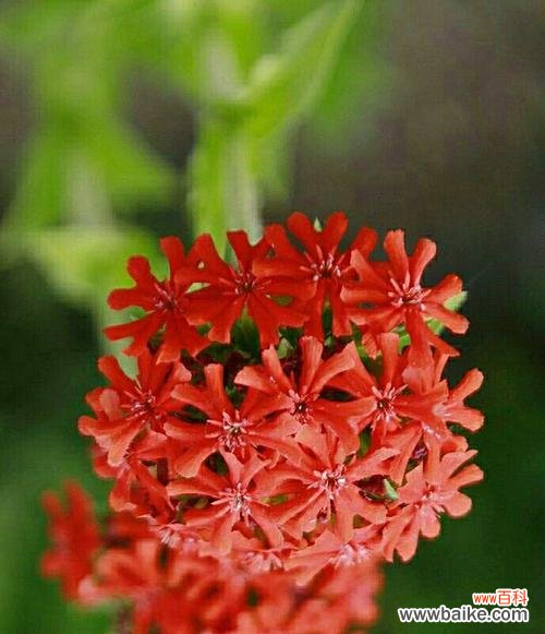 秋意如诗 剪秋萝，揽秋意