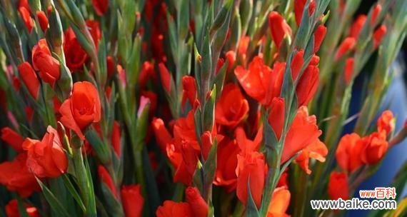 探寻剑兰花背后的深意 剑兰花的寓意与象征意义