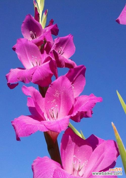 探寻剑兰花的花语和寓意 剑兰花