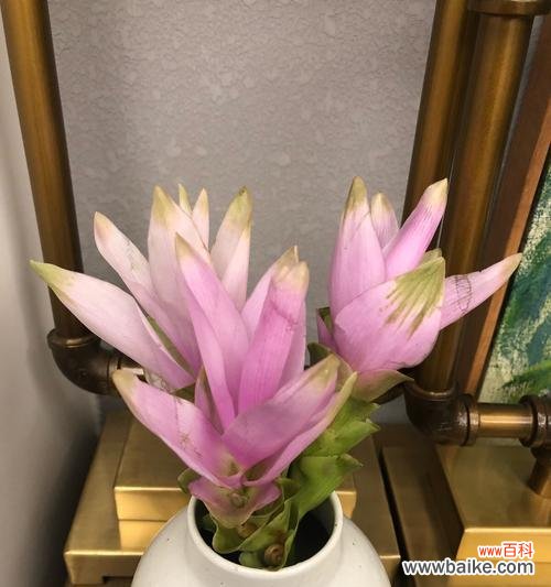 传承千年的芬芳与神奇 姜荷花的花语与传说