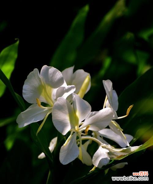 相思之花 姜花的花语与寓意