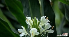 姜花的美丽与内涵 姜花花语与寓意