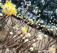 追溯以结香的传奇故事 以结香的花语与传说故事