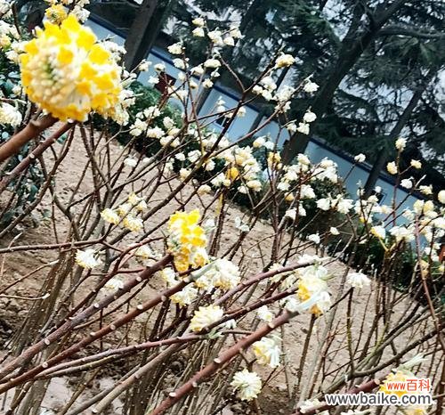 追溯以结香的传奇故事 以结香的花语与传说故事