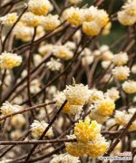 悦人心灵的芬芳馈赠 探寻以结香花的寓意与风水之道