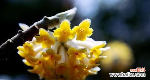 结香花的美丽与哀愁 以结香花的寓意——生命的脆弱与宝贵