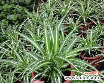 揭开金边吊兰的美丽与神秘 金边吊兰的花语及其寓意