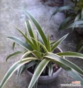 一朵花的情感传递 金边吊兰开花寓意浓情蜜意