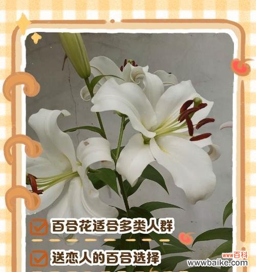 开放花朵的花语有哪些？不同开放程度的花代表什么？