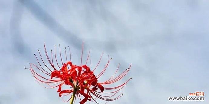 秋季开花的植物有哪些花语和寓意?