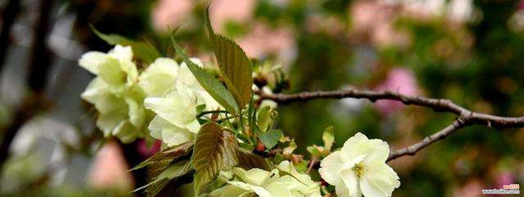 绿蔷薇代表什么?花语有哪些含义?