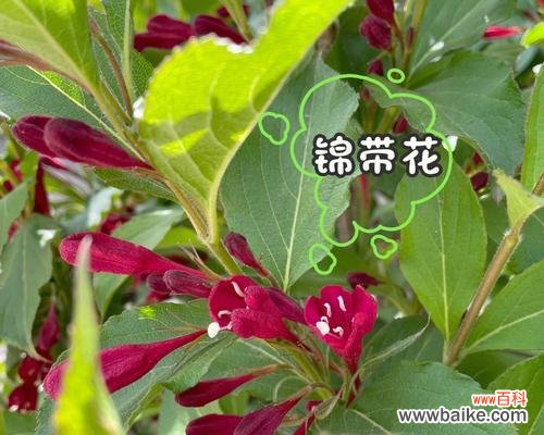 绿蔷薇代表什么?花语有哪些含义?