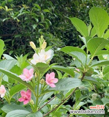 哪种花象征着自强不息？