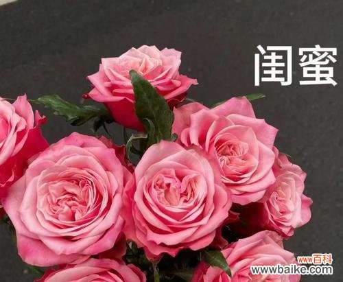 闺蜜玫瑰的花语是什么意思?它象征着怎样的友情?