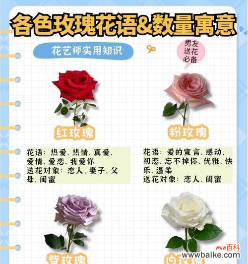 闺蜜玫瑰的花语是什么意思?它象征着怎样的友情?