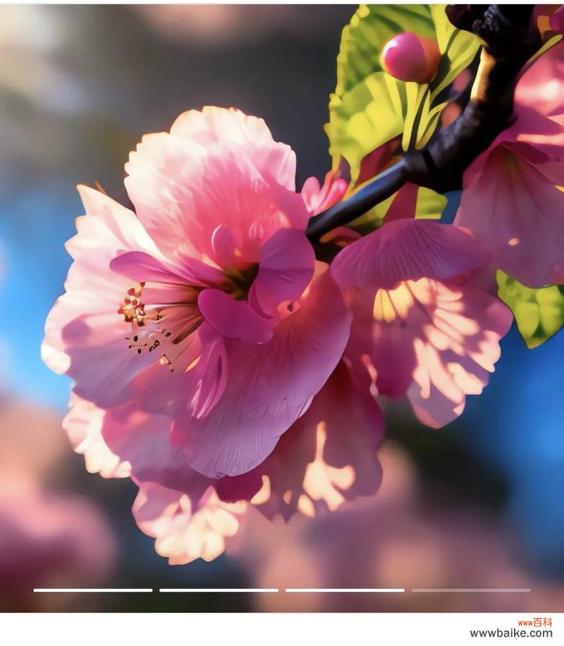 哪种花代表智慧的花语？