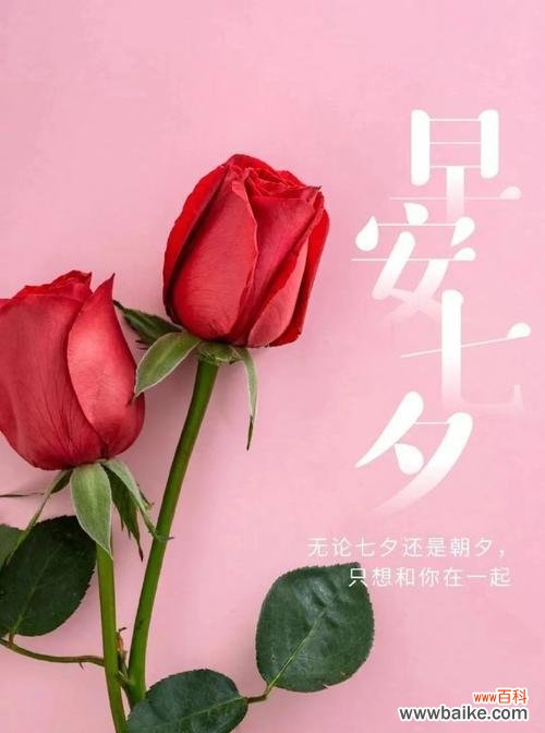 哪种花代表智慧的花语？