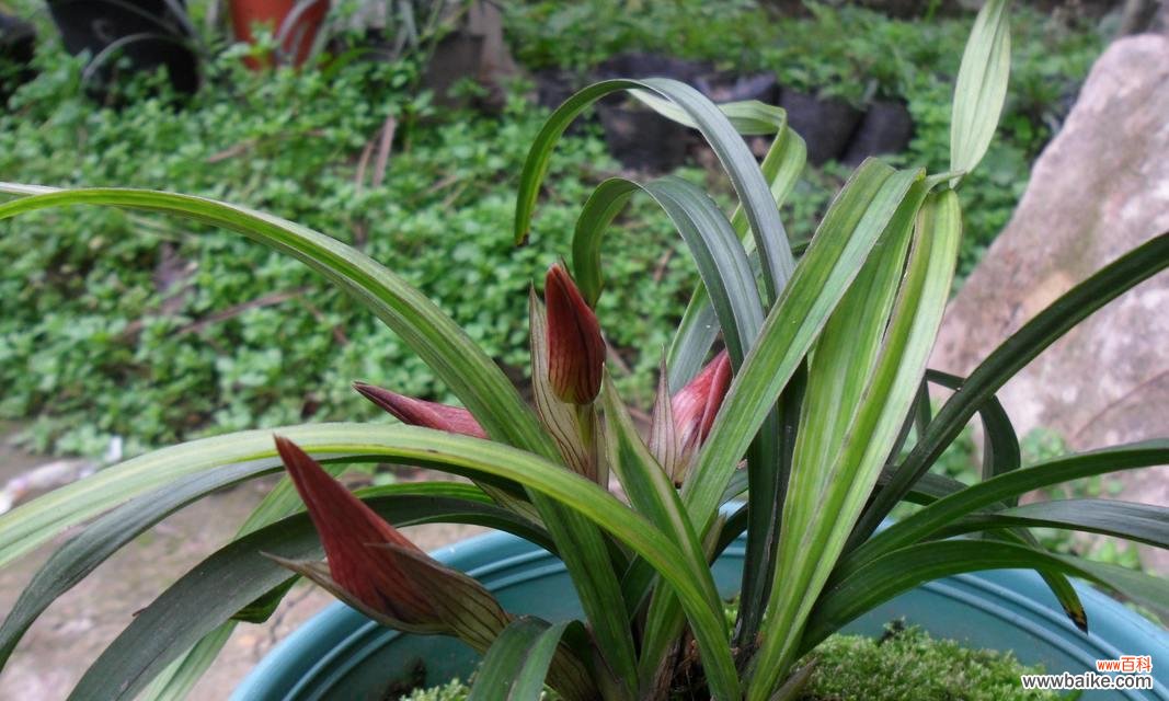 以文兰花为象征的乐观向上精神 文兰花的寓意