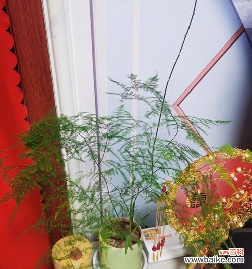 探寻文竹的花语,传承自然之美 文竹花语的含义及传承