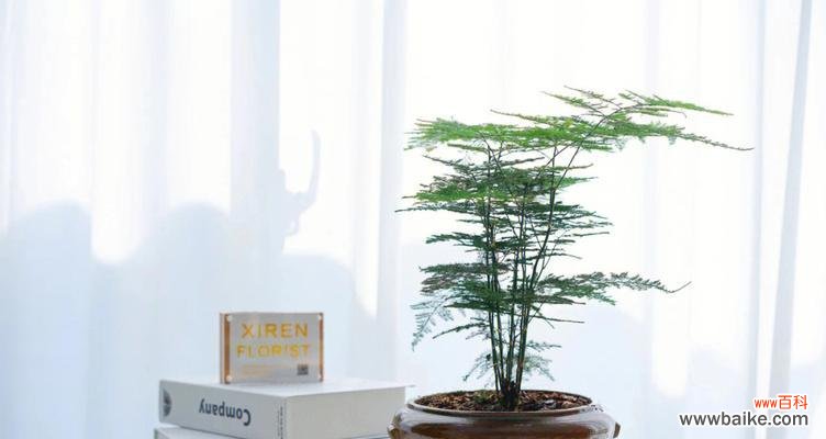 探寻文竹的花语,传承自然之美 文竹花语的含义及传承