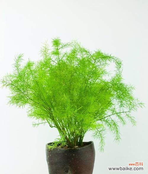 以生命力和韧性为象征的文竹花 文竹花的寓意