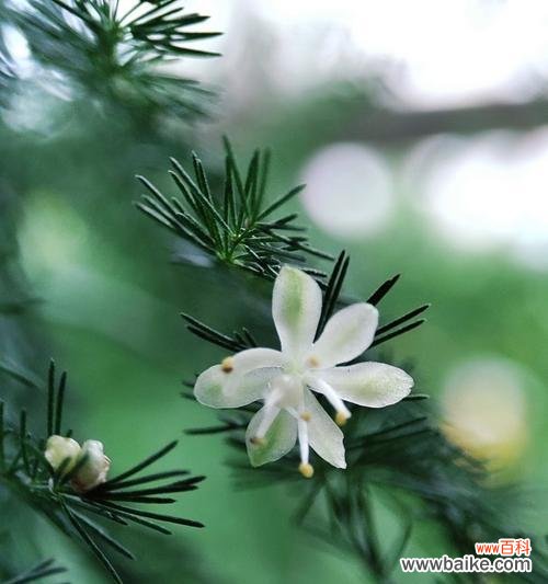 以生命力和韧性为象征的文竹花 文竹花的寓意