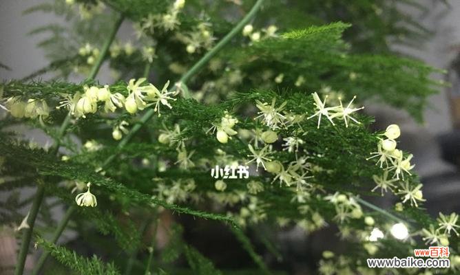 以生命力和韧性为象征的文竹花 文竹花的寓意