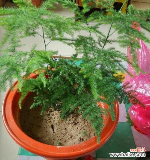 一叶知秋，绿意盎然的文竹，它的象征意义和风水影响 文竹的寓意与象征风水