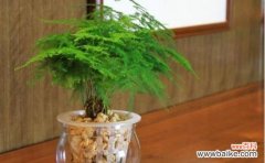 一叶知秋，绿意盎然的文竹，它的象征意义和风水影响 文竹的寓意与象征风水