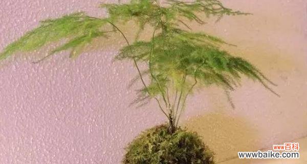 一叶知秋，绿意盎然的文竹，它的象征意义和风水影响 文竹的寓意与象征风水