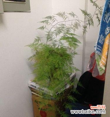 挚爱生活，品味自然之美 以文竹盆景寓意的艺术魅力