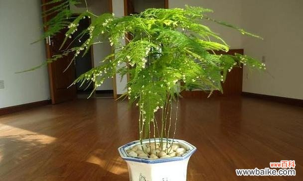 挚爱生活，品味自然之美 以文竹盆景寓意的艺术魅力