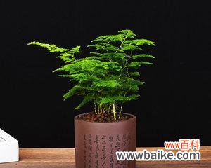 挚爱生活，品味自然之美 以文竹盆景寓意的艺术魅力