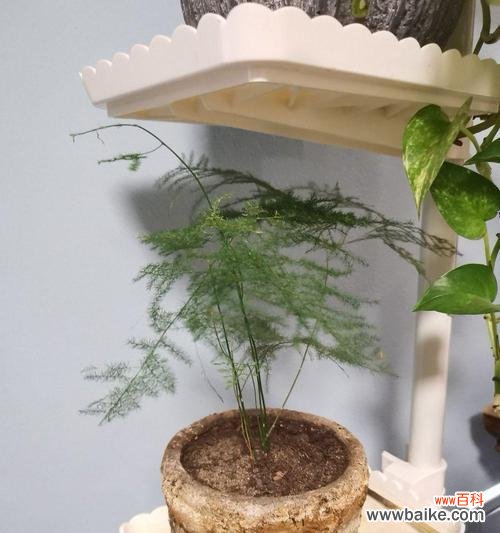 文竹爬的高,人生的寓意 攀登高峰,展翅飞翔